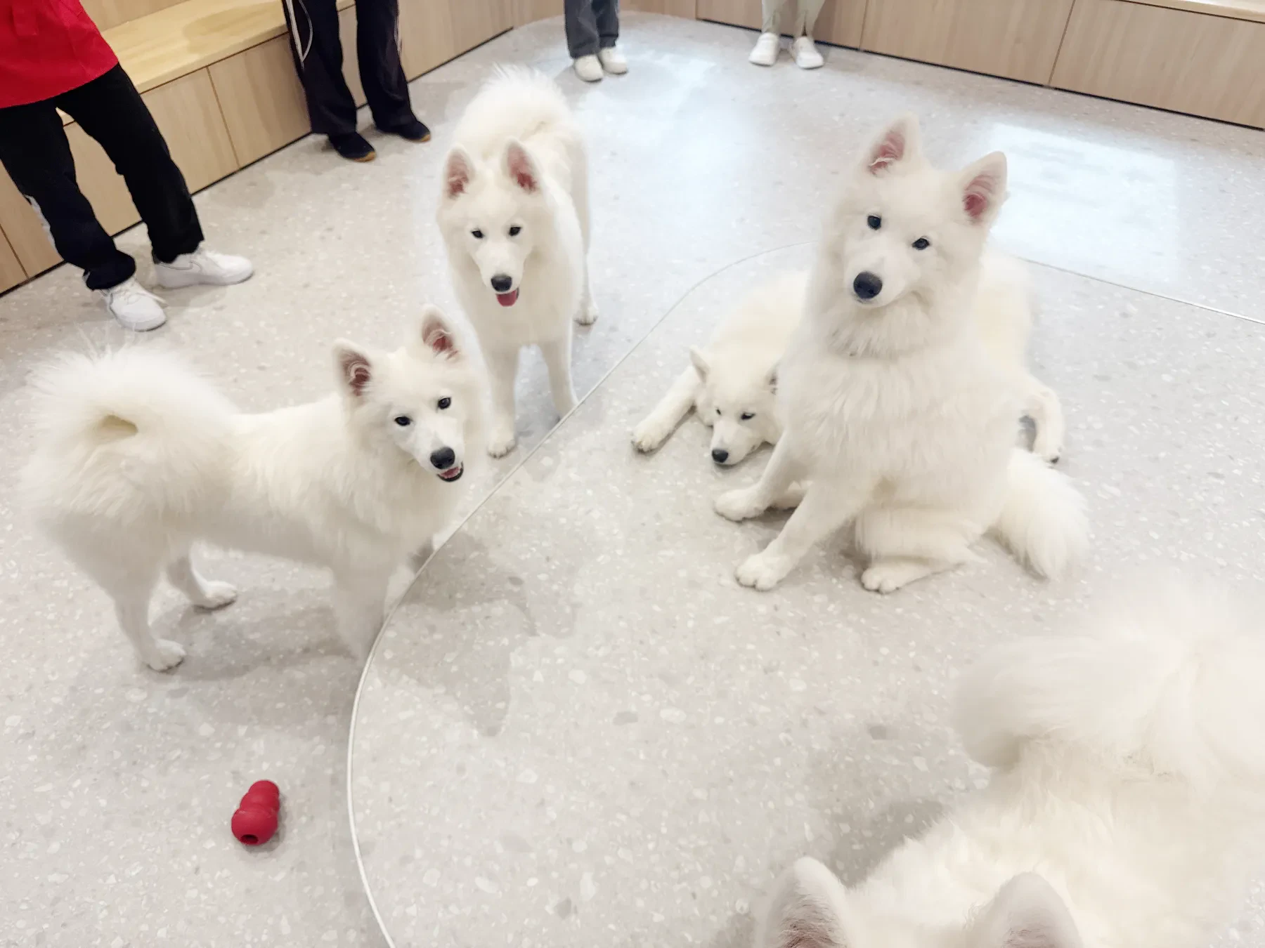 店内で思い思いに過ごす数頭のサモエド