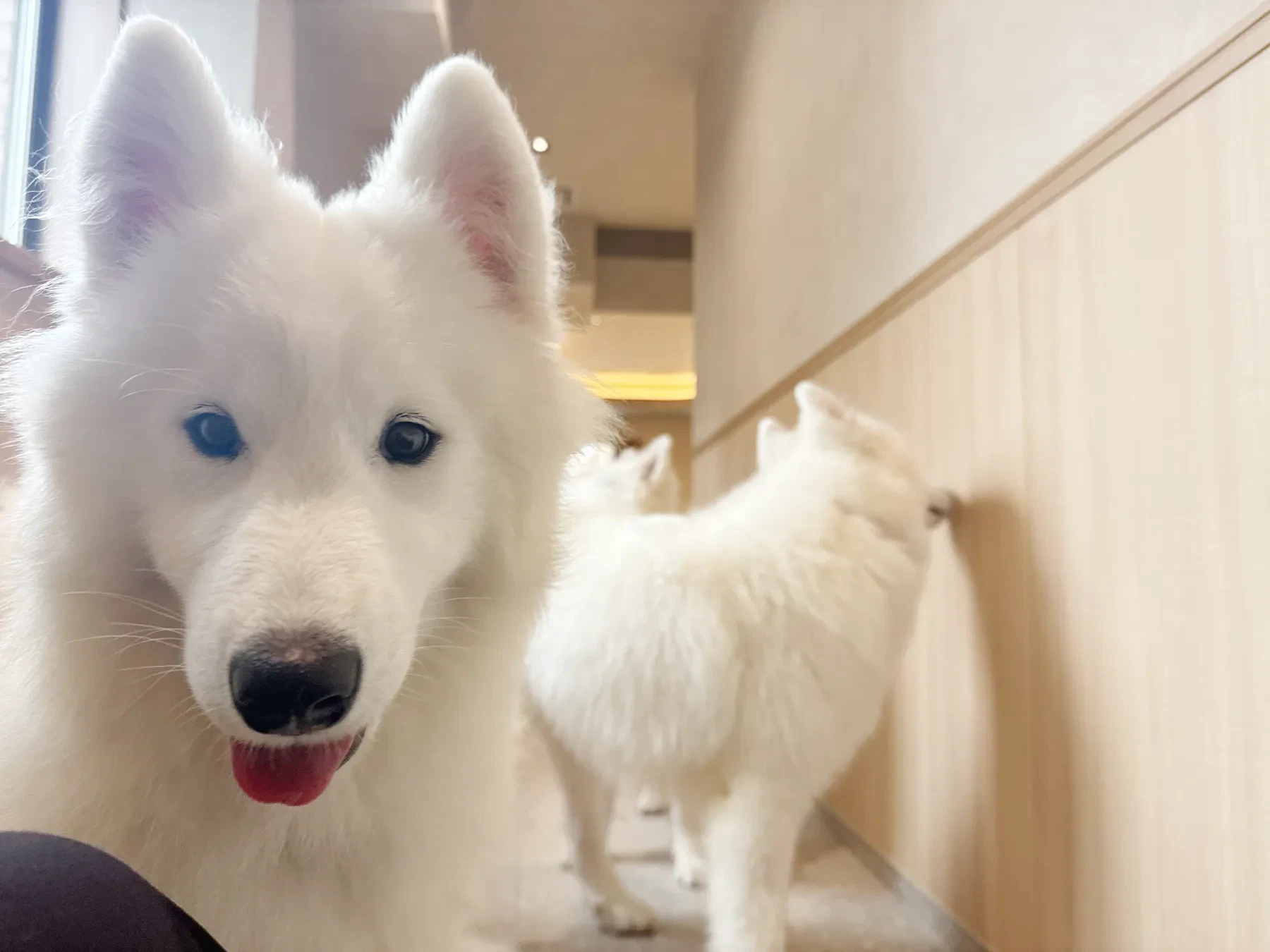 舌をのぞかせて笑うサモエドと、奥にもう1頭