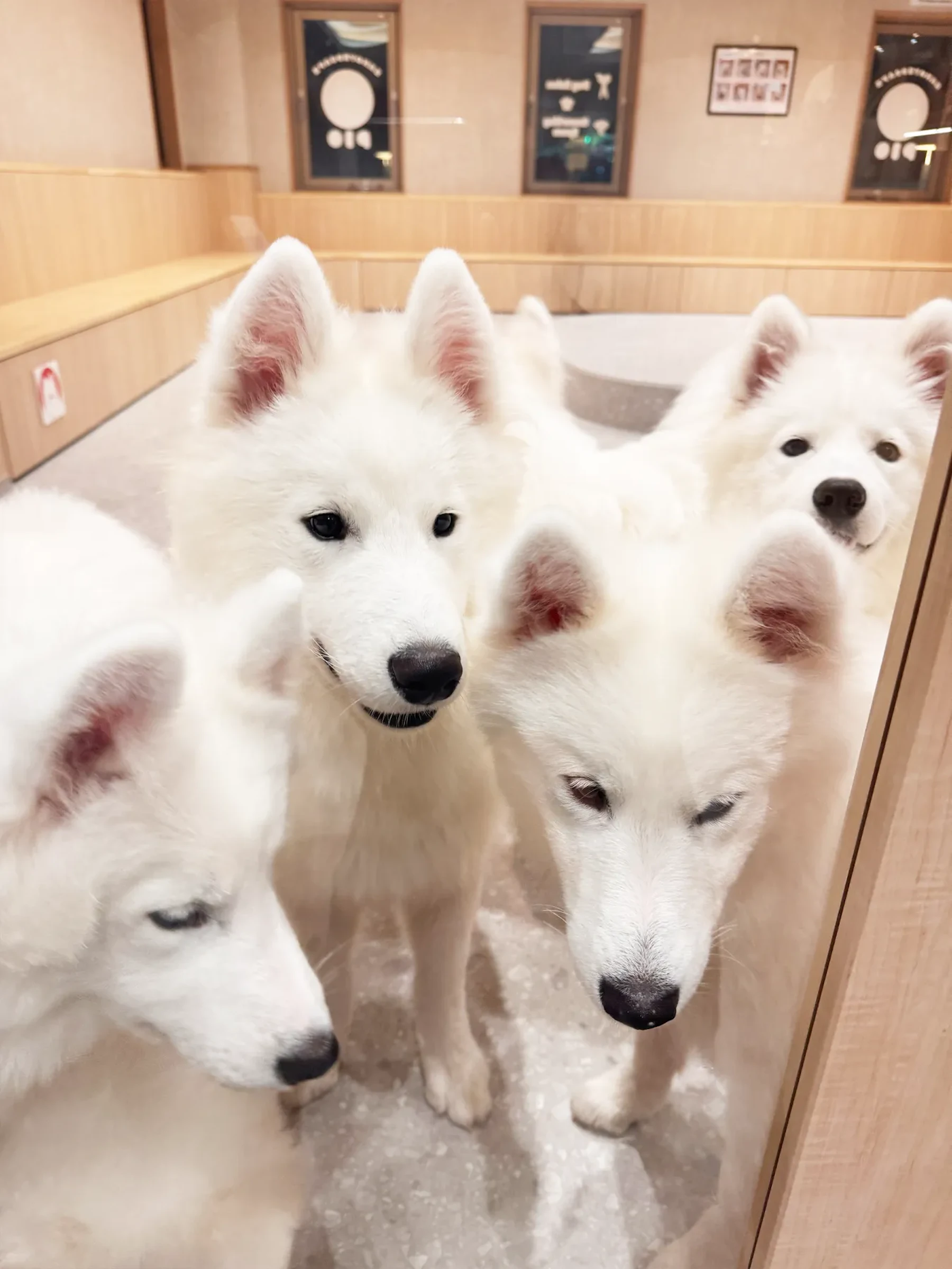 こちらを見上げる4頭のサモエド