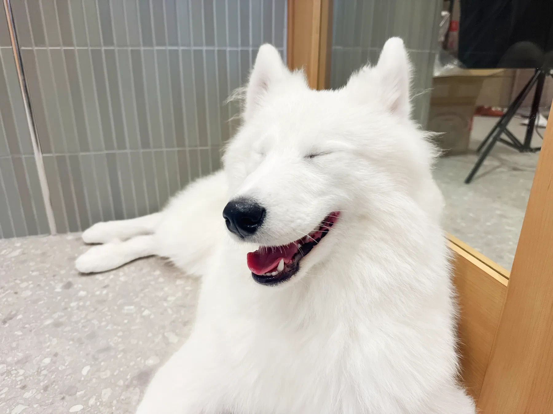 目を細めて笑うサモエド