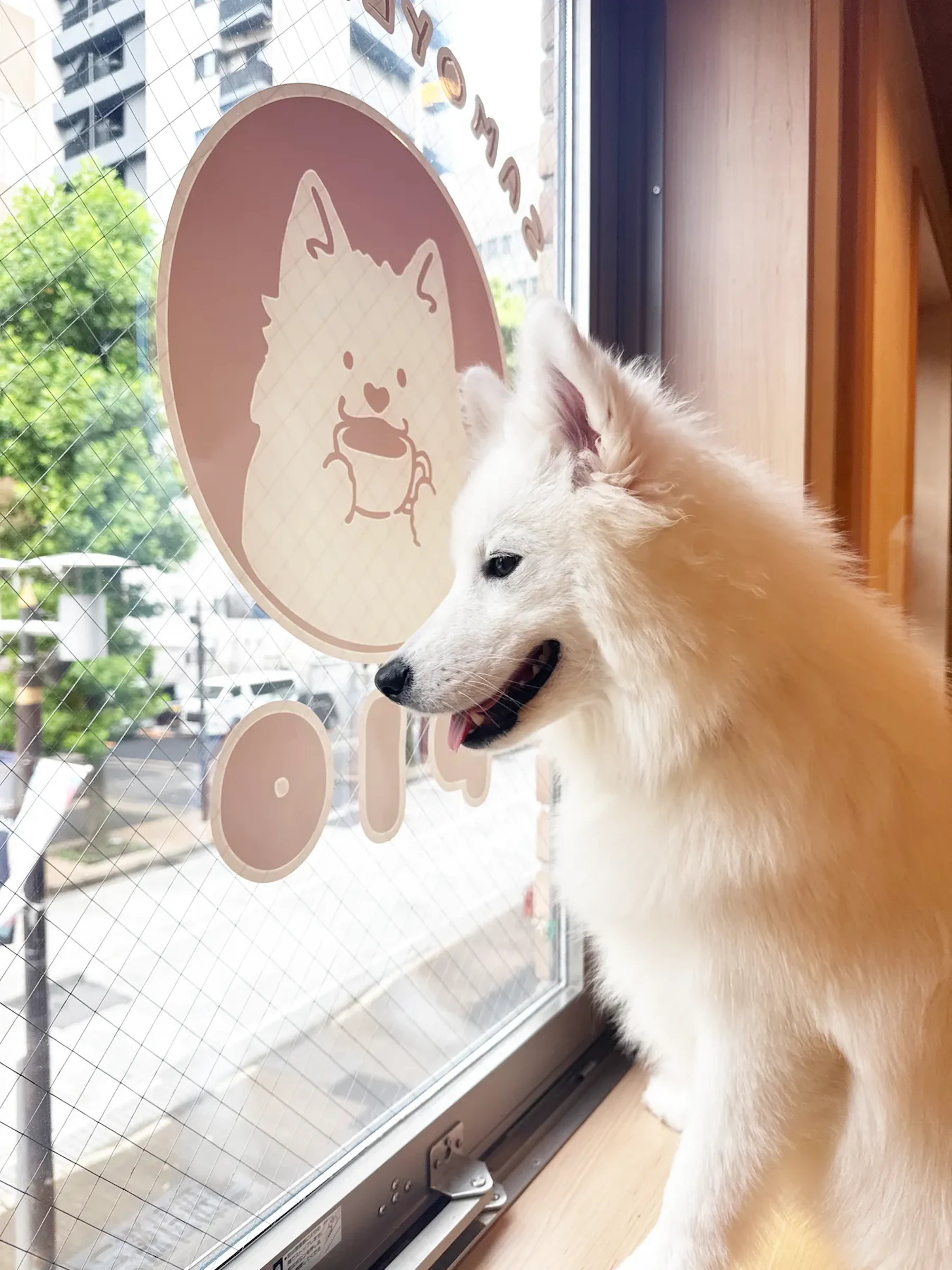 窓辺にたたずむサモエドと店のロゴサイン