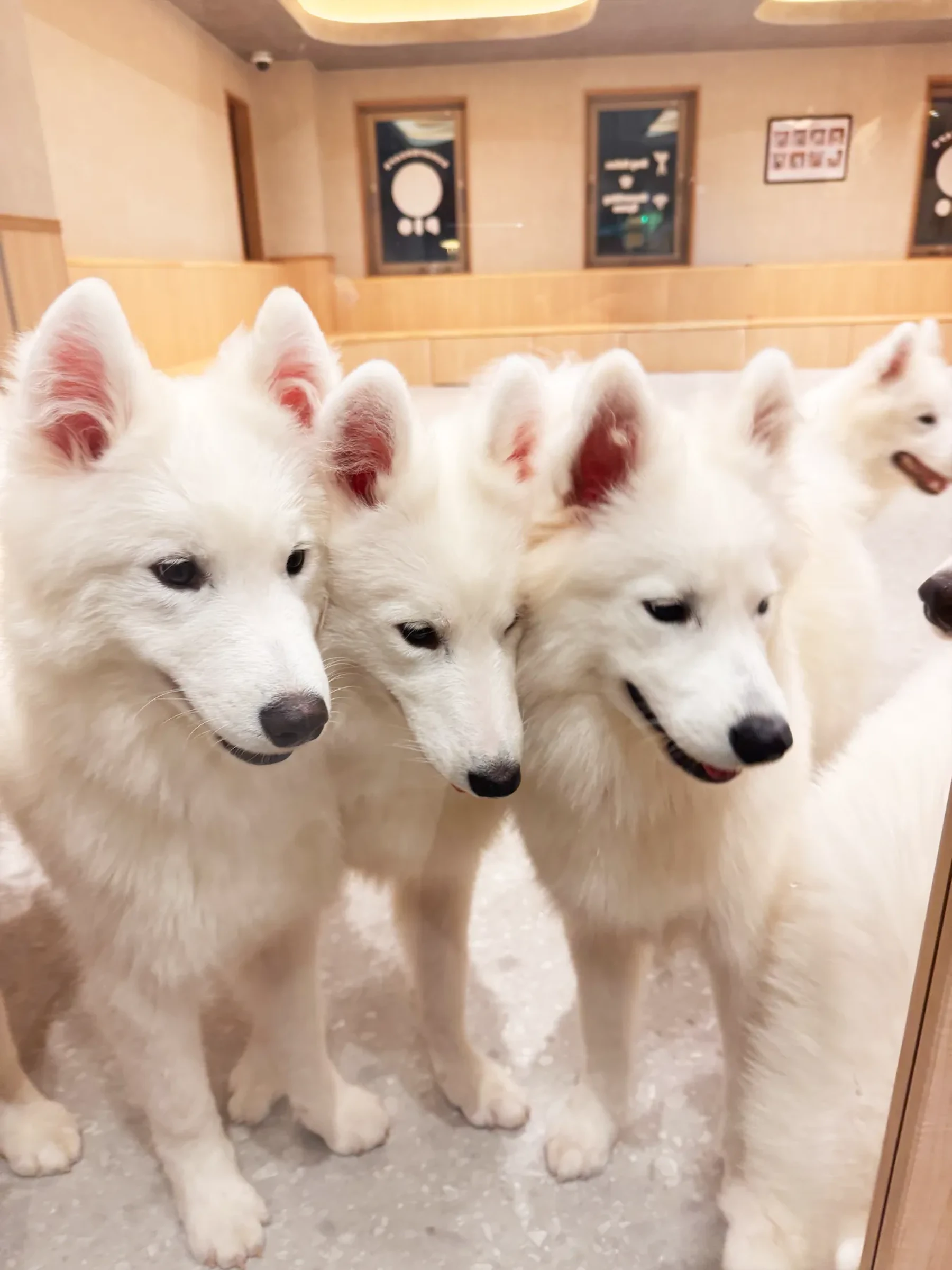 横一列に並んでこちらを見る4頭のサモエド
