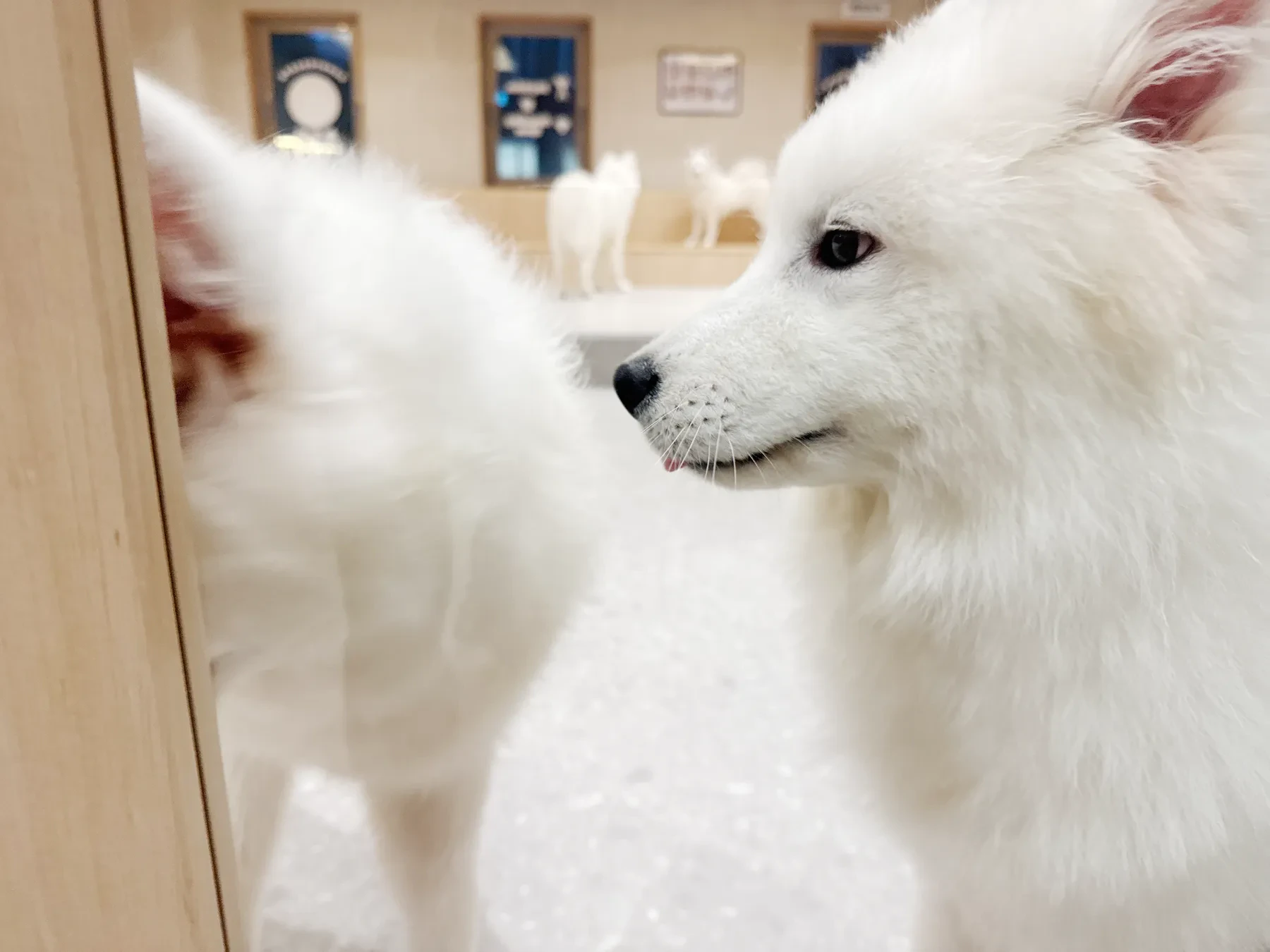 向かい合う2頭のサモエドの横顔