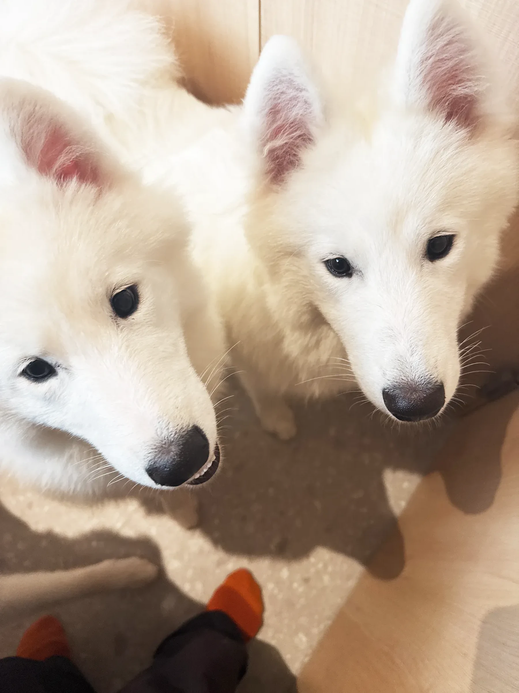 並んで見上げる2頭のサモエド