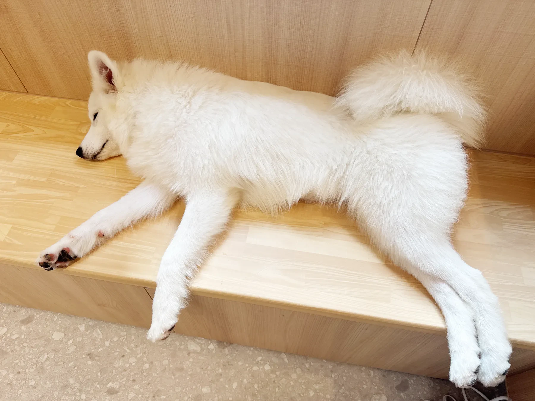 ベンチで脚を伸ばして眠るサモエド