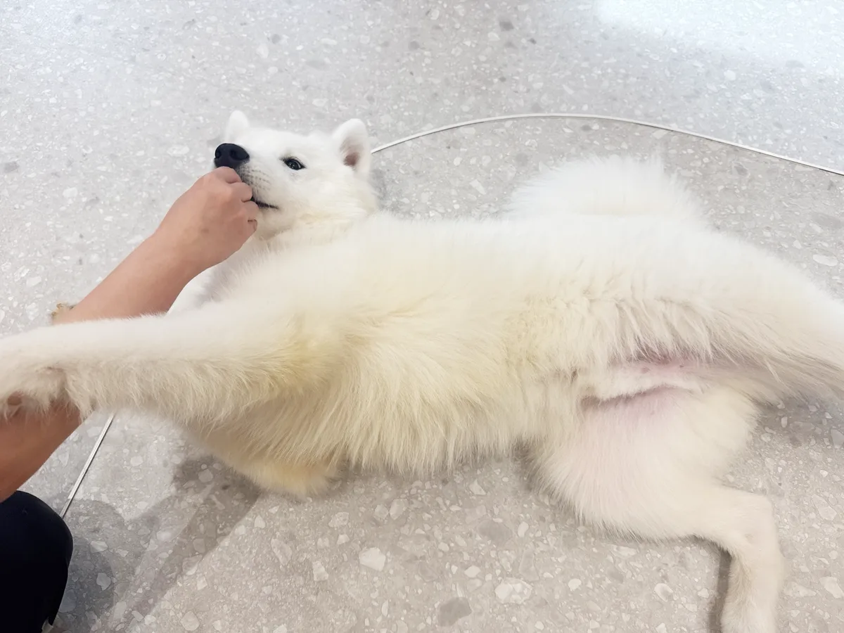 床に寝転び、なでられて目を細めるサモエド