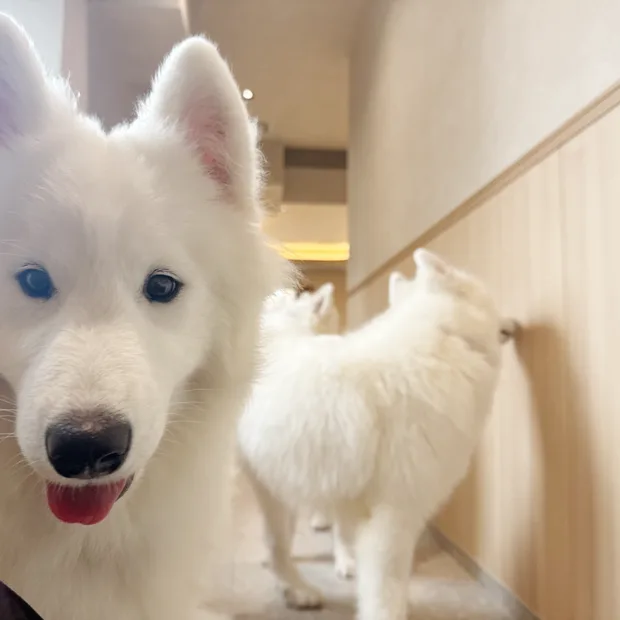 笑顔いっぱいのサモエド