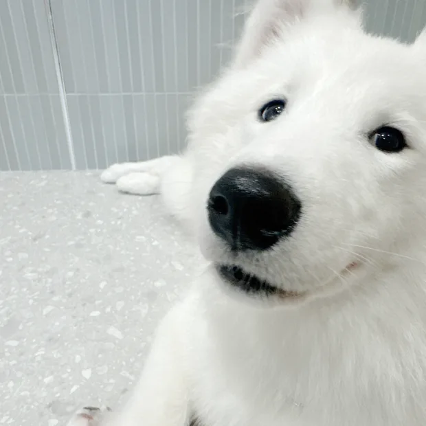 首をかしげるしぐさ