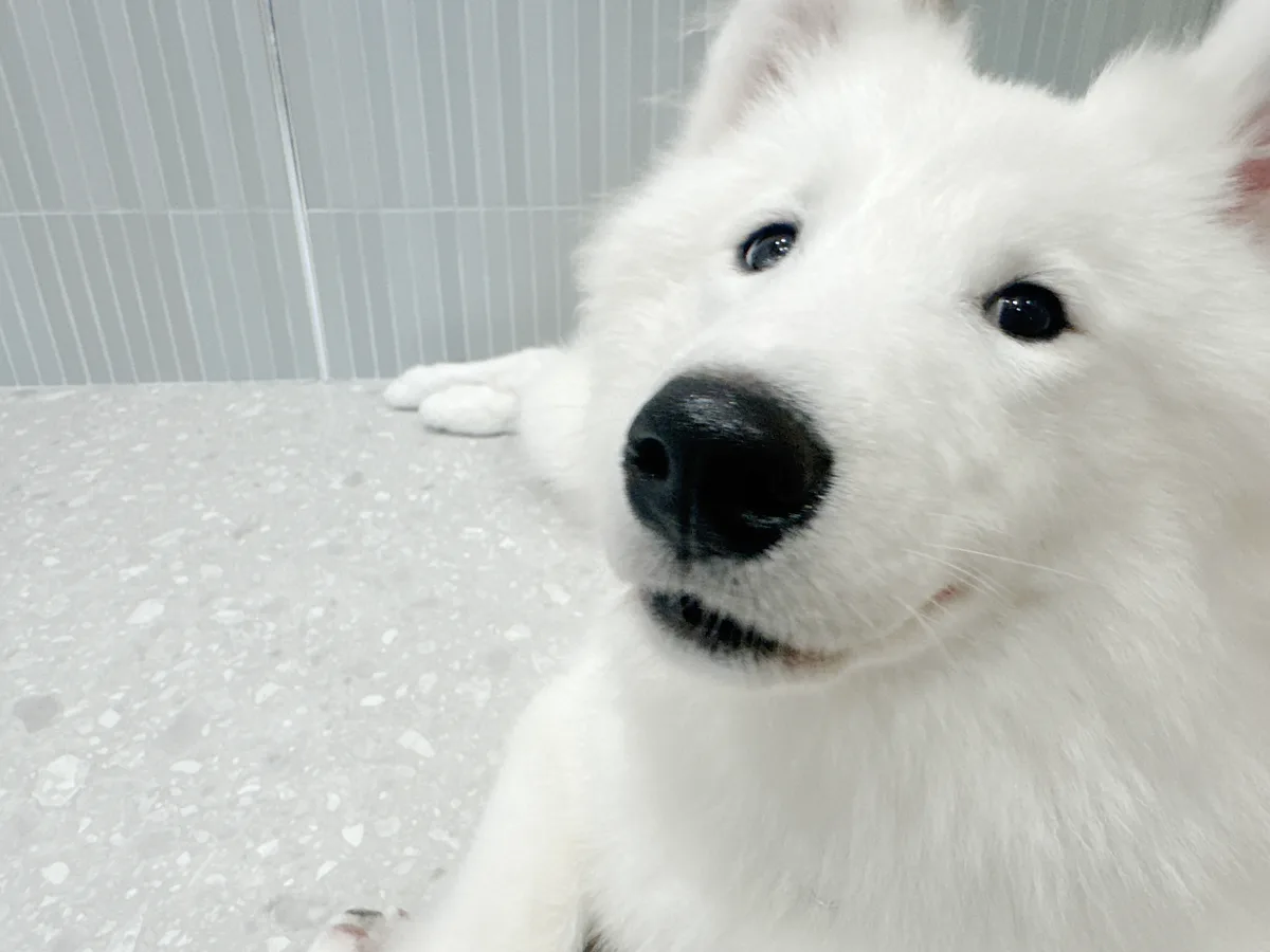 首をかしげてこちらを見上げるサモエド