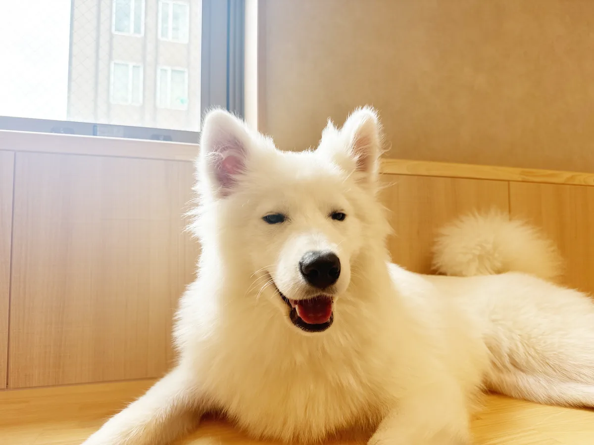 窓辺の光の中で舌を出して笑うサモエド