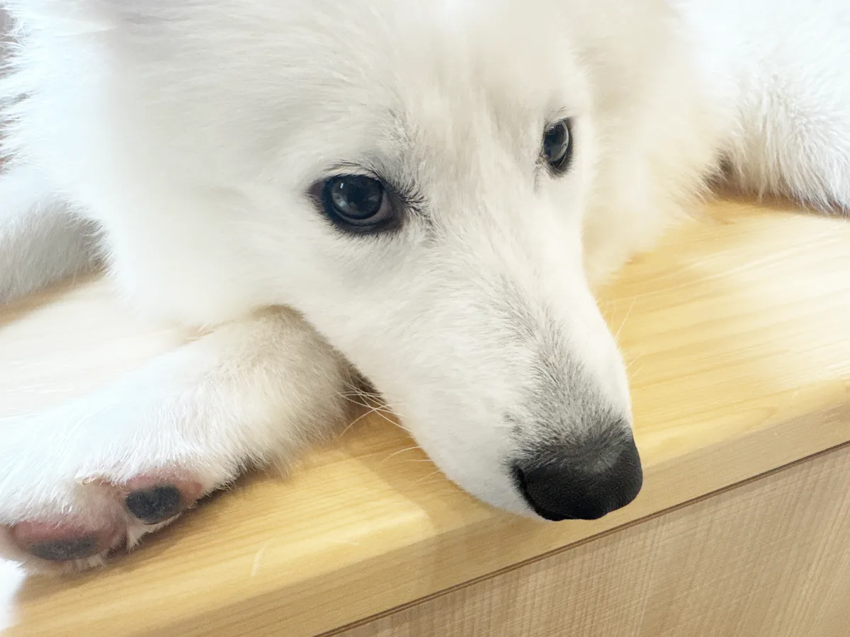 木の棚に顎をのせてこちらを見るサモエドの目元