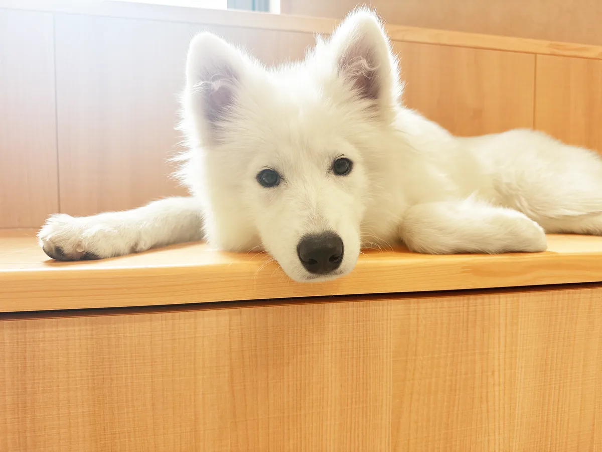 木の台に伏せてこちらを見つめるサモエド